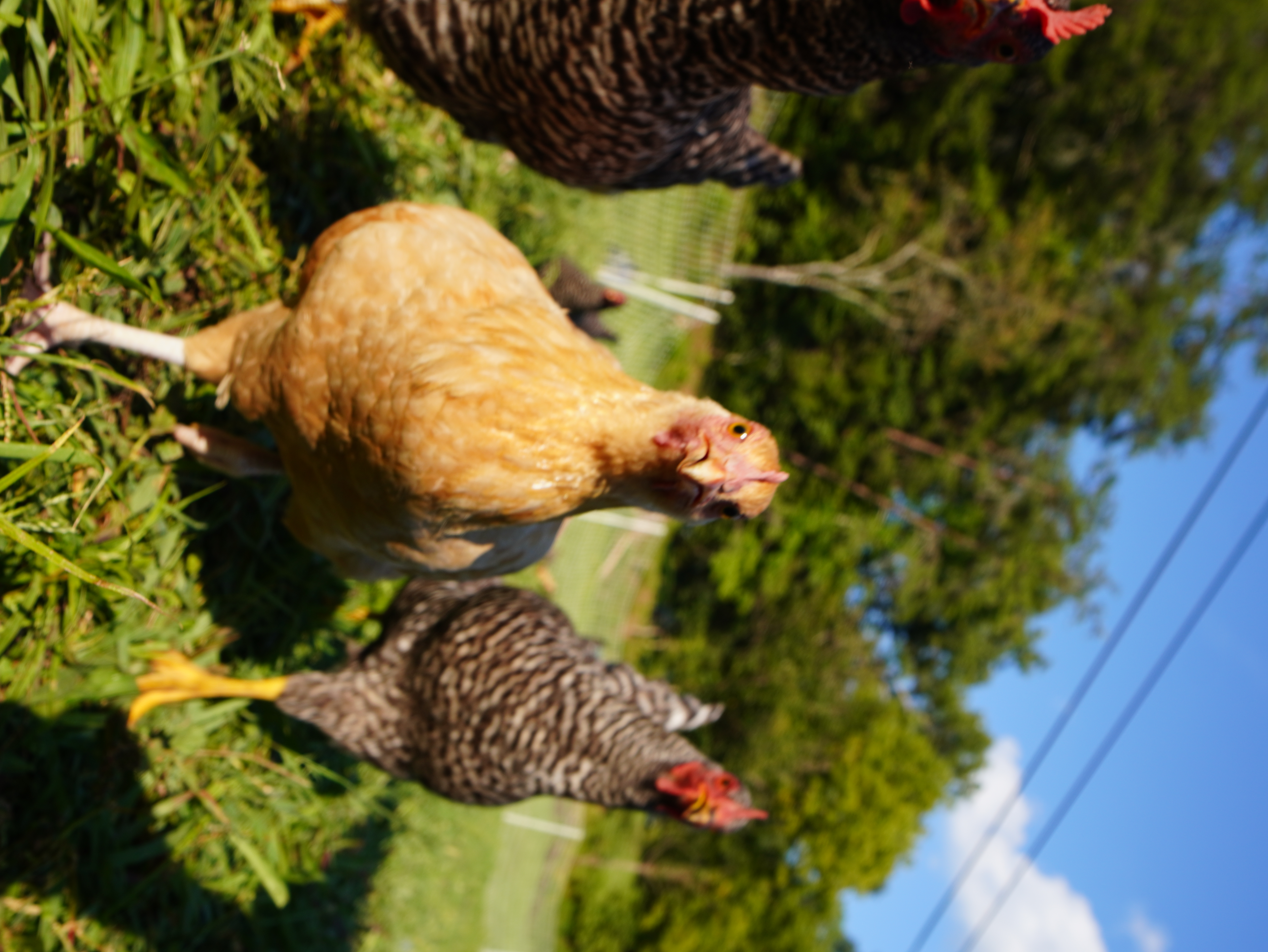 Chicken Chase